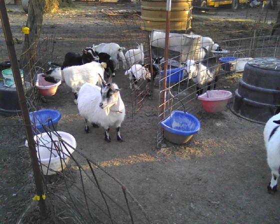 goats11.jpg