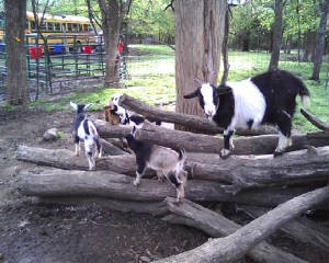 goats32.jpg